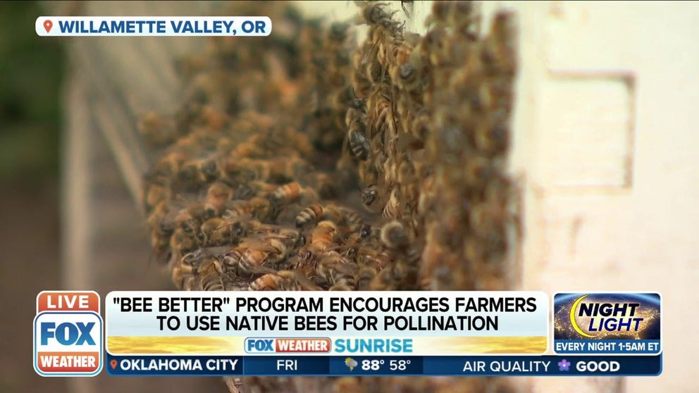 FOX Weather's Max Gorden found a farmer changing the way he does business to prevent the America's bumblebees from going extinct.