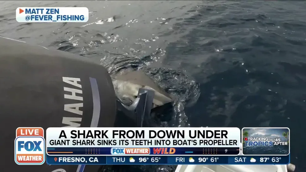 Perth, Australia fisherman Matt Zen shares the story of a 10-foot copper shark interrupting a fishing trip by chomping down on a charter boat propeller