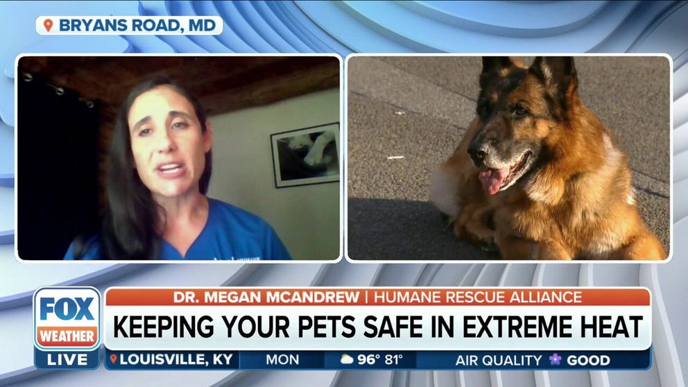 Vice President Of Medical Programs and Chief Medical Officer at Humane Rescue Alliance Dr. Megan McAndrew discusses the best ways to protect your cat or dog during the hottest weather months.  