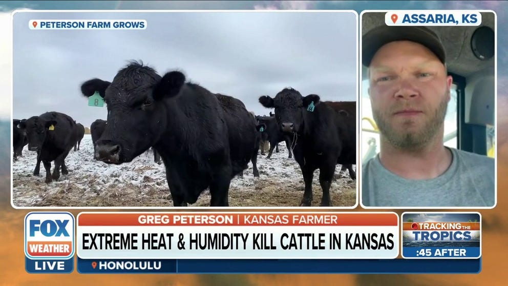 Greg Peterson, a Kansas farmer, discusses how extreme heat in the Midwest has lead to livestock deaths. Peterson urges other farmers to not overfeed cattle on hot days with little wind. 