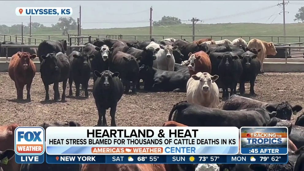 The heat is devastating livestock in Kansas and the warm weather is not letting up. Over 2,000 cattle in the state have died in recent days as temperatures have soared across the area. 