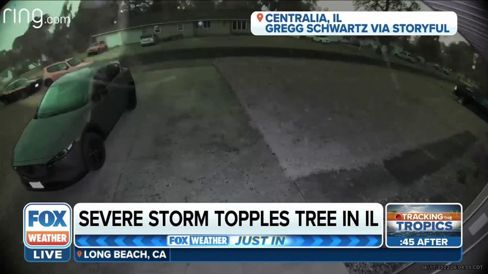 Severe storm takes down large tree in central Illinois | Latest Weather ...