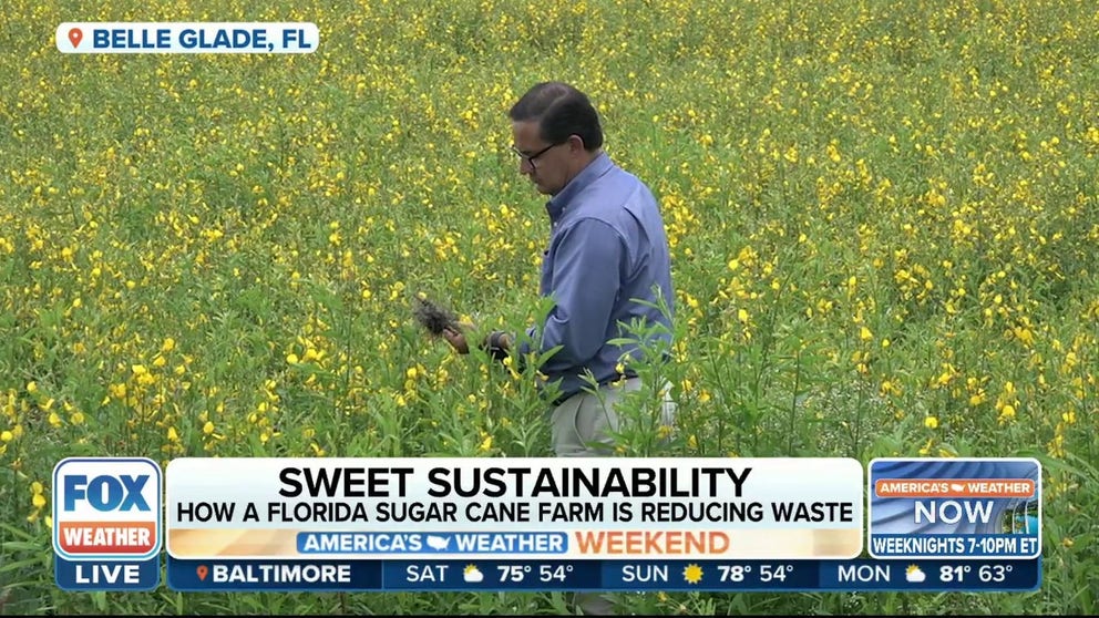 Can sustainability be sweet? In Florida, one sugar cane farm is working to be the most sustainable farm in the United States. FOX Weather's Brandy Campbell show us what they're doing to earn that title.