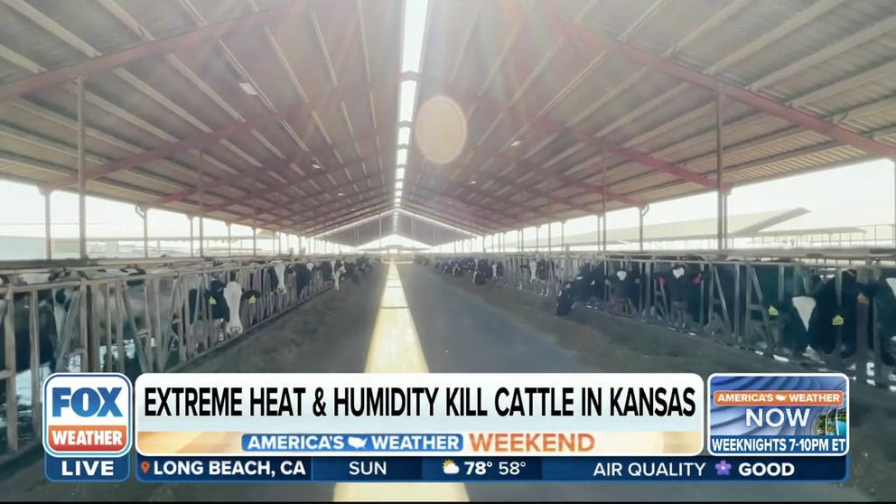 The dangerous and relentless heat wave gripping a quarter of the country right now has left thousands of cattle dead in the Midwest. Scarlett Hagins from the Kansas Livestock Association joins FOX Weather to talk about what farmers can do to protect their cattle during these dangerous heat waves. 