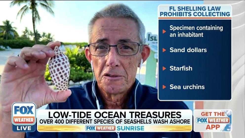 Over 400 different species of seashells wash ashore on Sanibel Island’s Gulf Coast. 