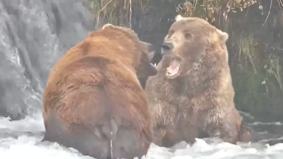 Two brown bears were seen fighting for food before heading into hibernation in October 2021. Video courtesy the National Park Service and Explore.org
