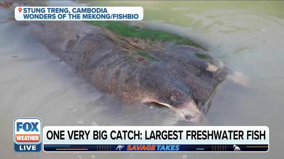 FILE VIDEO: A Cambodian fisherman caught a 661 pound stingray in the Mekong river this month. This is a world record.