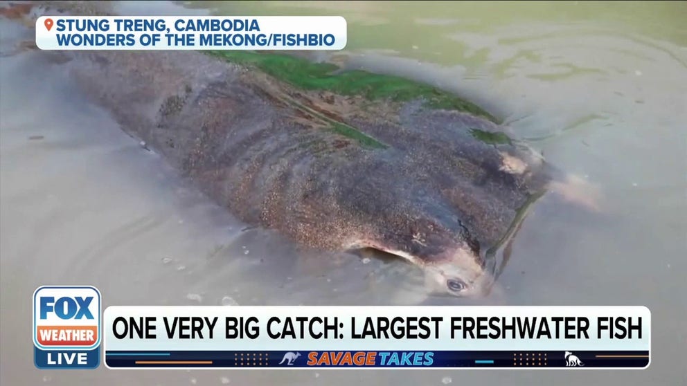 A Cambodian fisherman caught a 661 pound stingray in the Mekong River this month. This is a world record.