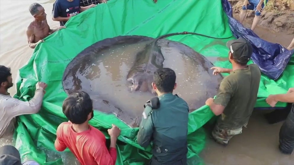 A Cambodian fisherman caught a monster 661-pound freshwater stingray.