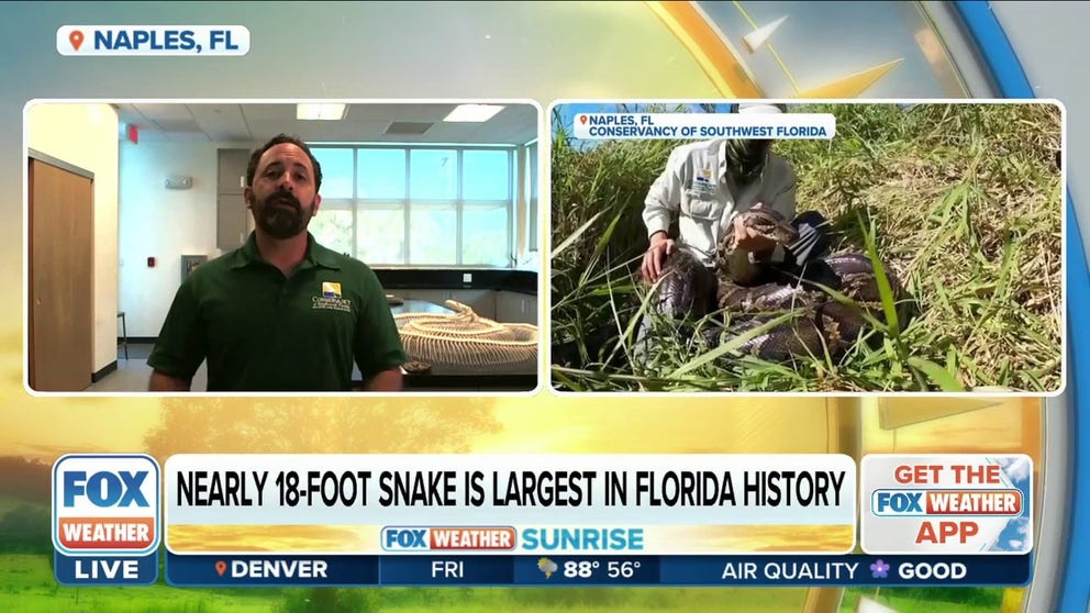 Ian Bartoszek, Environmental Science Project Manager at the Conservancy of Southwest Florida, joined FOX Weather to talk about the record-breaking capture of the nearly 18-foot Burmese python. 