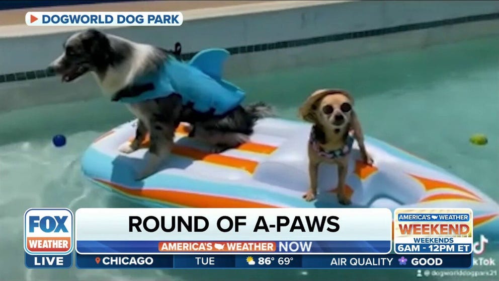 Co-owner of DogWorld Dog Park Dana Coulter on the paradise for your furry companions this summer.