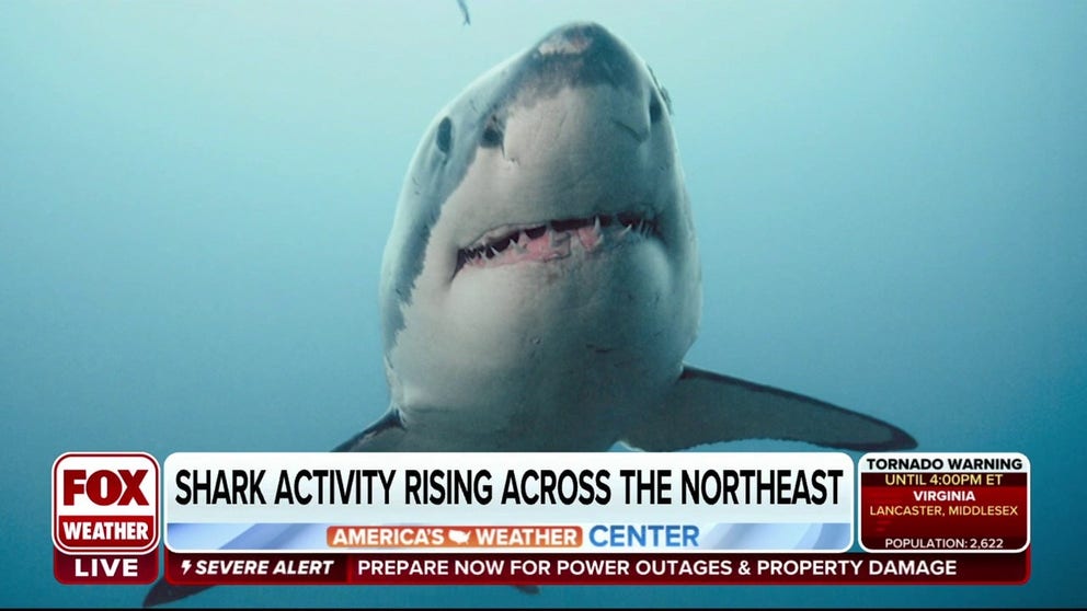 FOX Weather’s Nicole Valdes says officials are beefing up efforts to patrol after an increase in shark encounters.  