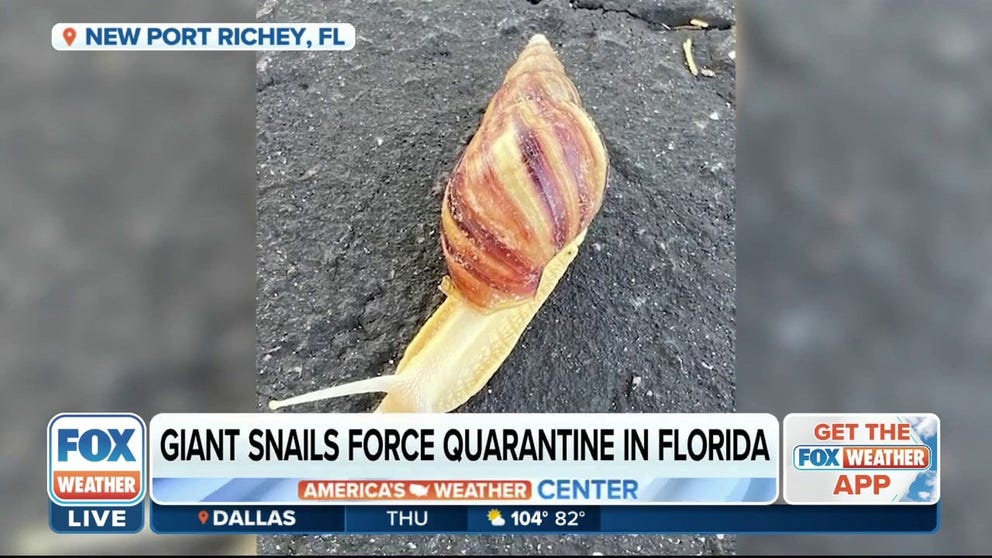Giant African snails are invading parts of Florida, forcing a quarantine in Pasco County. FOX Weather's Brandy Campbell speaks with a Florida man impacted by the quarantine. 