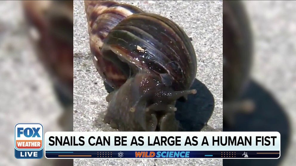 Science Director & Curator of the Bailey-Matthews National Shell Museum Jose Leal says the snail carries a parasite that can cause meningitis and humans should avoid touching the mollusk. 