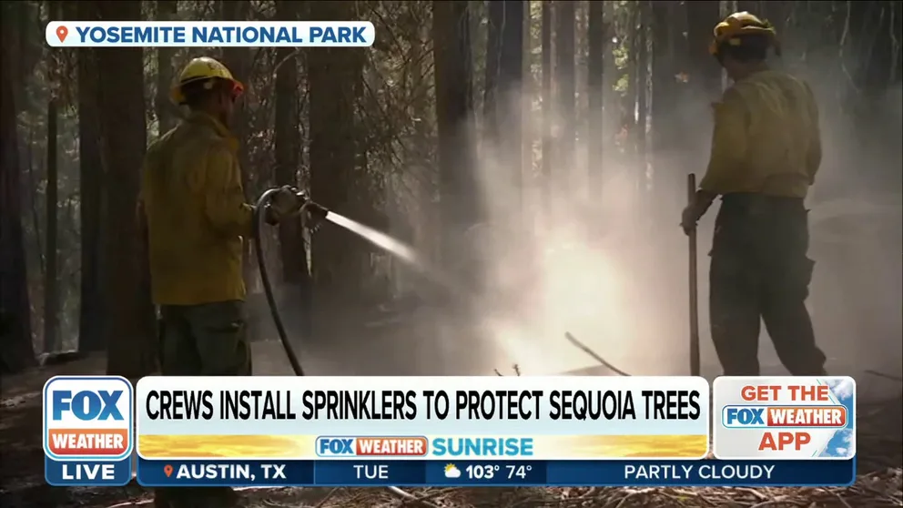 Firefighters are taking a multitude of measures to help fight the Washburn Fire in Yosemite National Park, including installing sprinklers to protect their most sacred sequoia trees. 