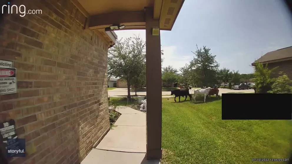A resident of Houston, Texas, was shocked when she opened her front door to find a small herd of cows grazing under the trees on her lawn on July 10, as record high temperatures hit the region.