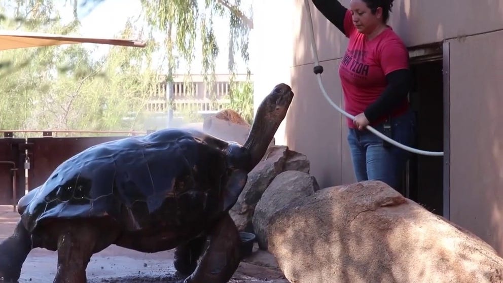Zookeepers resort to numerous ways to keep animals cool during the heat 