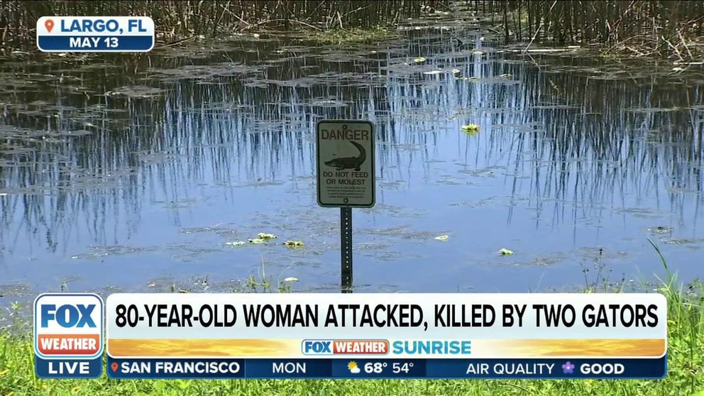 An elderly woman is dead after she was attacked by two alligators in a pond near her Sarasota County, FL home Friday evening.