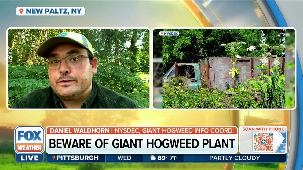 Giant hogweed is a very large invasive plant that can cause painful burns and permanent scarring. Daniel Waldhorn, Giant Hogweed Information Line Coordinator for NYDEC, talks about how to get rid of it safely.