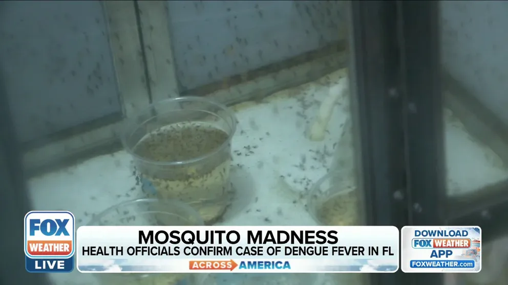 A mosquito-borne illness advisory is in place in Miami-Dade County after the first human case of dengue fever was confirmed Monday. FOX Weather's Brandy Campbell reports. 
