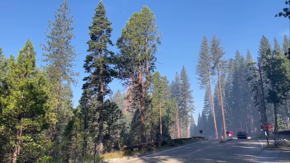 Efforts to save giant sequoia trees in Yosemite National Park appear to be a success