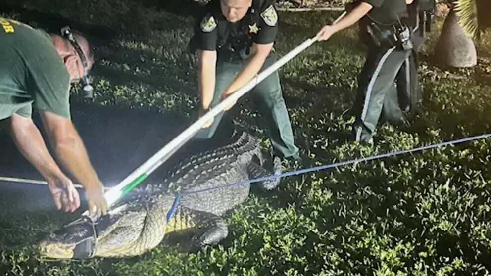 A large alligator in Florida let out a dinosaur-like roar while wildlife officers were trying to wrangle it out from under a Jeep. (Credit: Charlotte Co. Sheriff's Office)