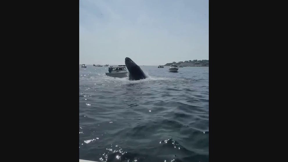 Video shows a whale breaching the surface of the water and landing on a boat near White Horse Beach in Plymouth, Massachusetts.