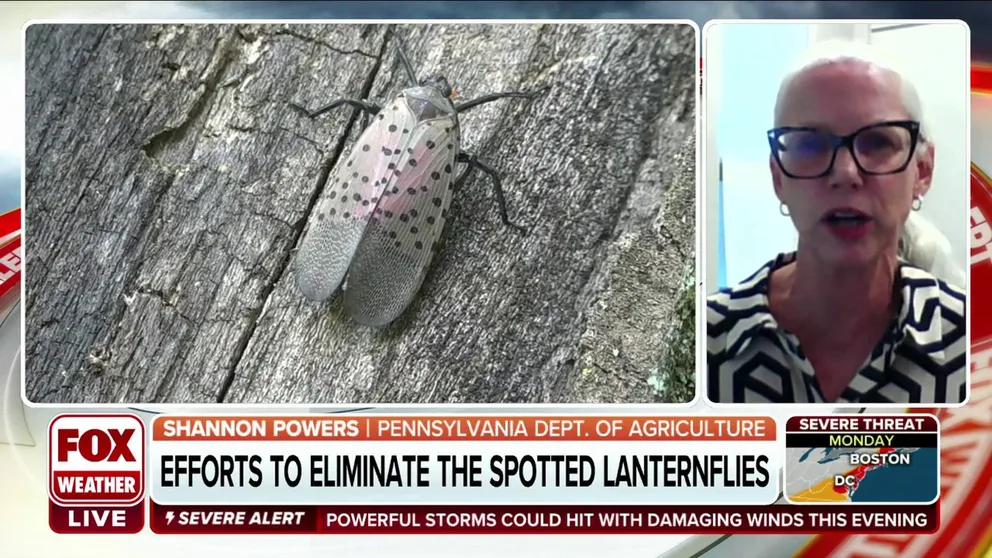 Pennsylvania Department of Agriculture spokesperson Shannon Powers on combating the invasive bug that is swarming across the U.S.