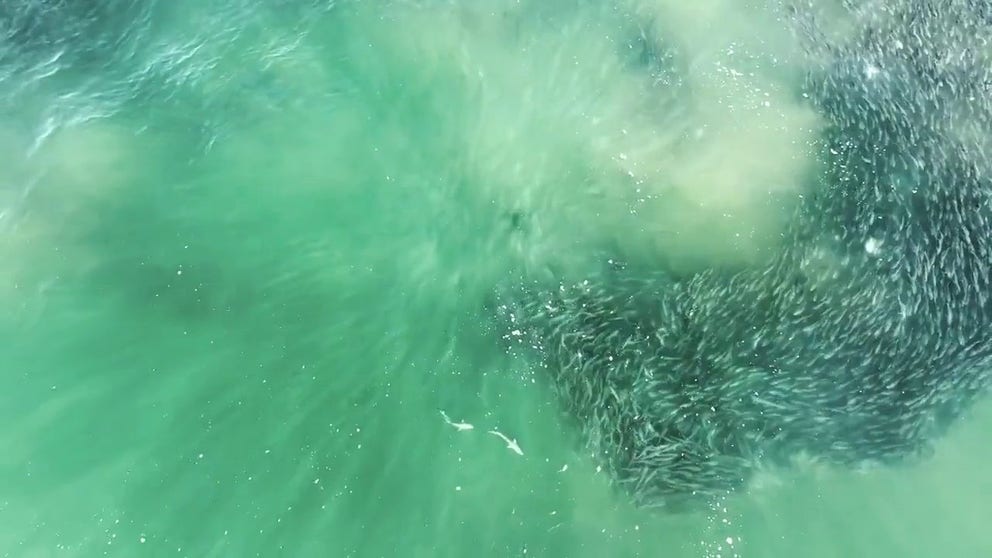 Watch as a drone video captures the moments fish flee as two sharks near in the Hamptons.