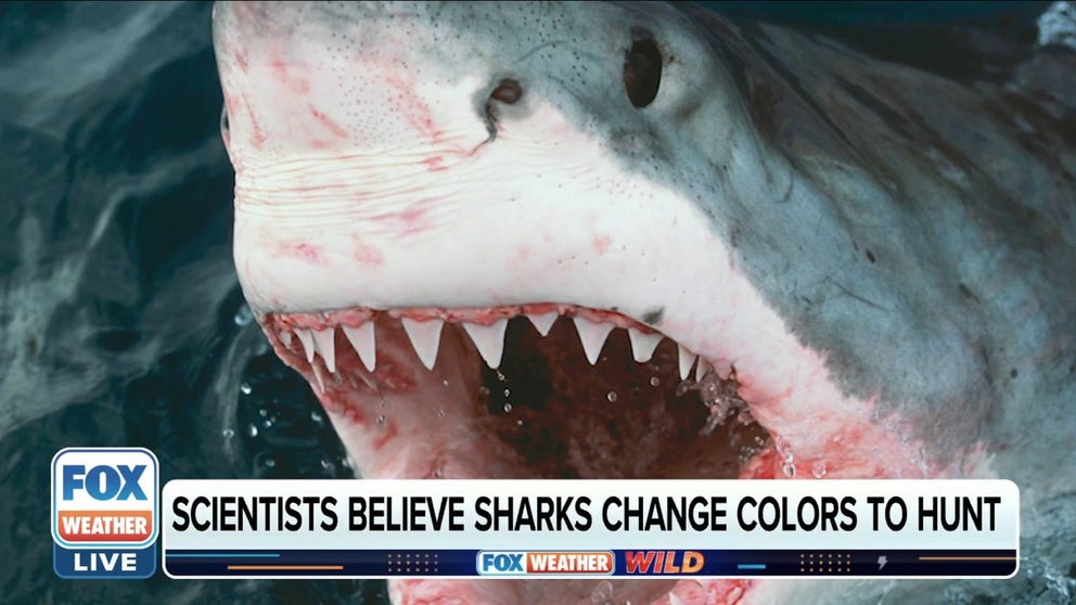 National Geographic Explorer Gibbs Kuguru believes great whites can change body colors when hunting for food.