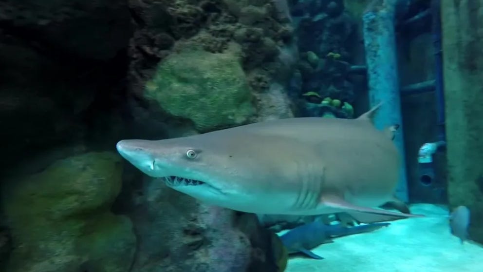 A shark expert at the Florida Aquarium hopes to alleviate fears of sharks and create an appreciation and fascination for the fish. (Video: FOX 13)