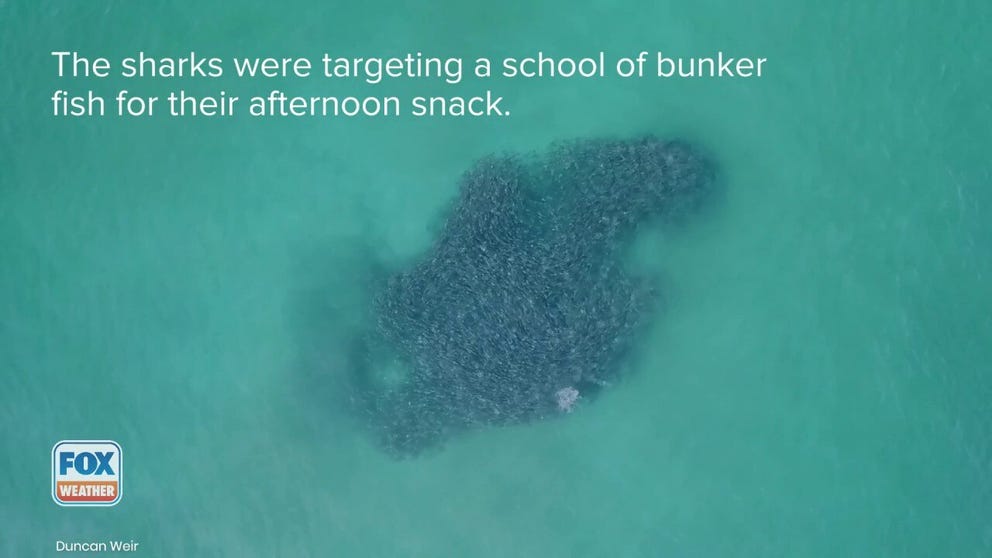 Video from above shows a frenzy of sharks teaming up to attack a school of bunker fish off the coast of New York near Fire Island. 