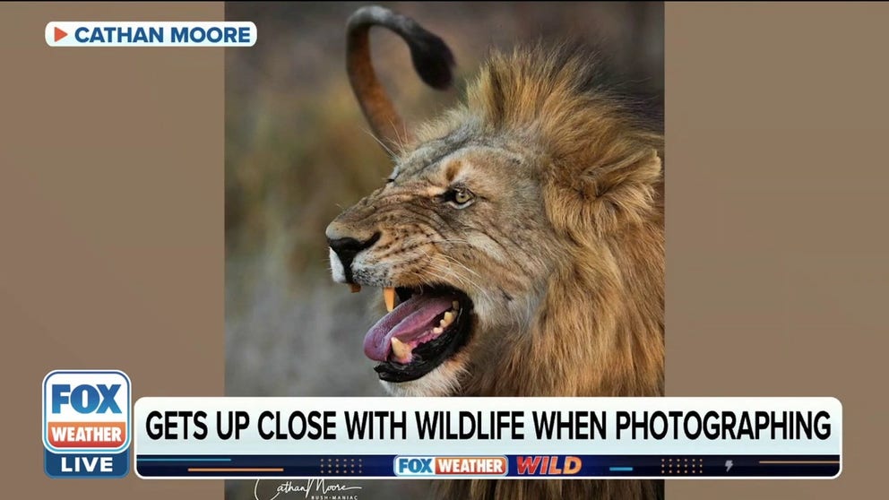 Cathan Moore, nature photographer, discusses with FOX Weather Wild his passion for capturing the best wildlife moments. 