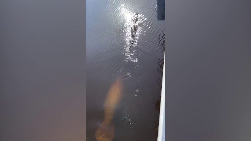 Video shows the moment a manatee playfully chases an alligator in the water at a Florida park. (Credit: Dennis Osha)