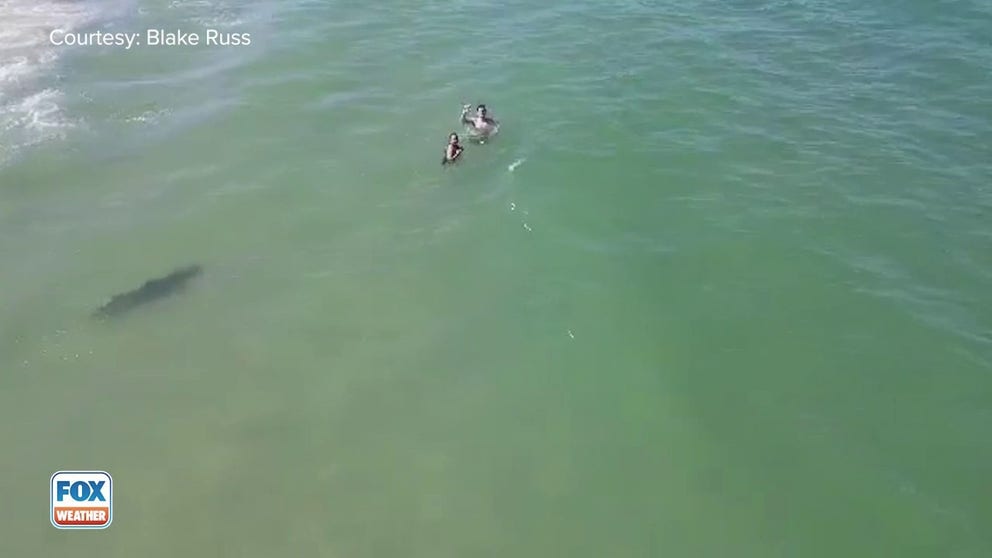 Blake Russ captured drone video of a shark swimming next to people enjoying the water off Daytona Beach, Florida, last week.