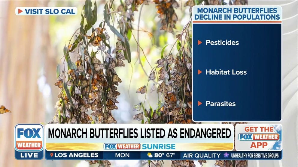 Monarch butterflies have officially been designated as endangered by the International Union for Conservation of Nature.