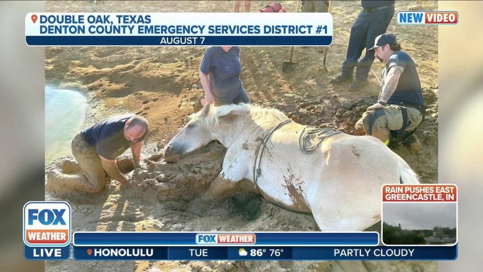 The horse became trapped in thick mud up to its belly near a pond. It took some work, but firefighters managed to dig the horse out and used ropes to pull it free.