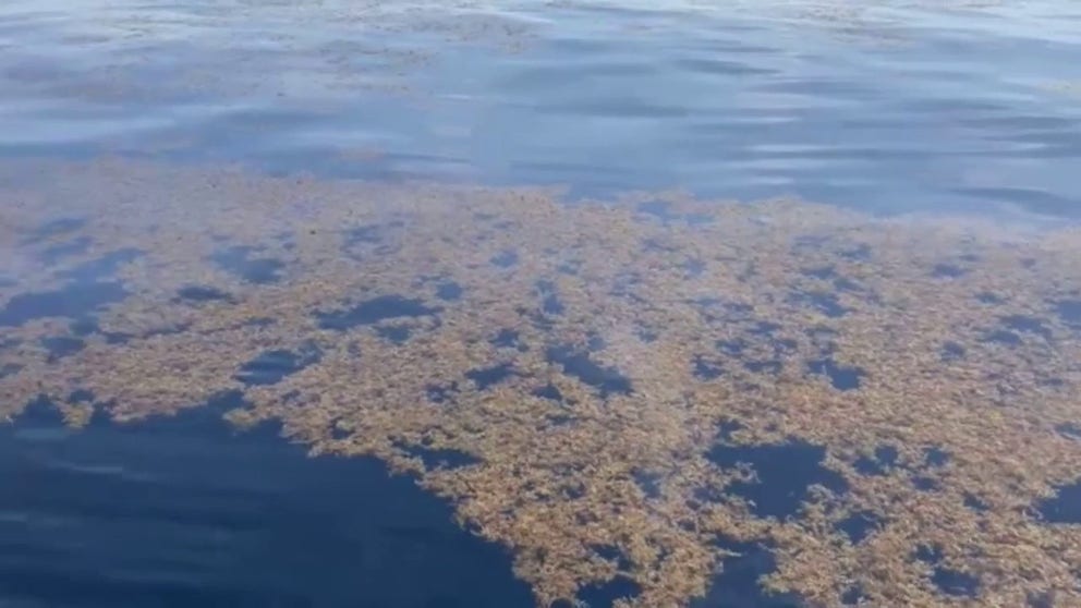 Piles of sargassum seaweed line the shores of Florida beaches.