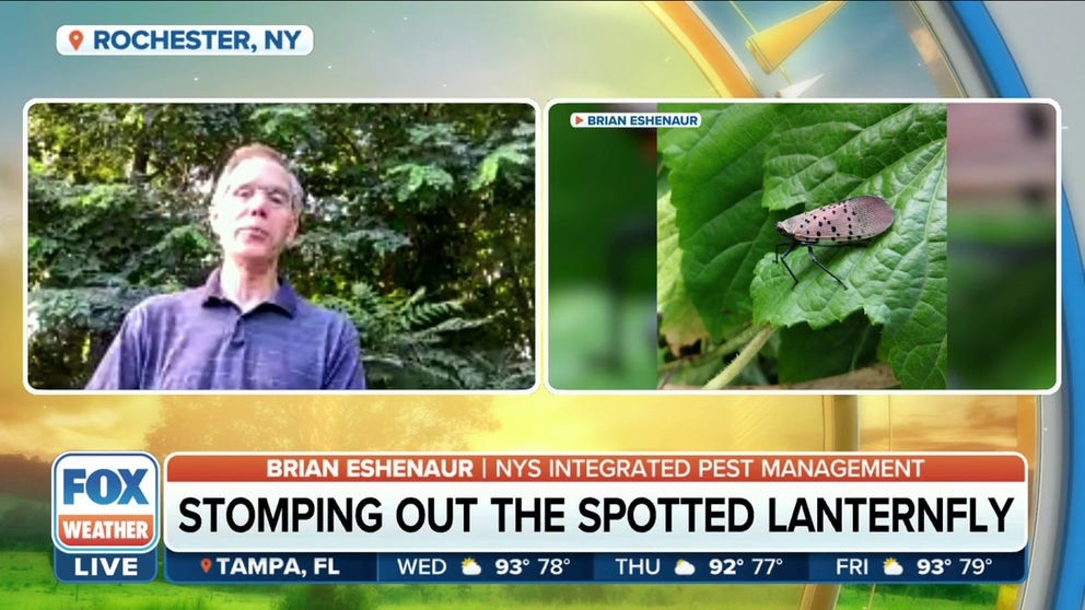 The spotted lanternfly devours trees, crops and plants across the Northeast every spring and summer. States imposed quarantines to halt the devastation.