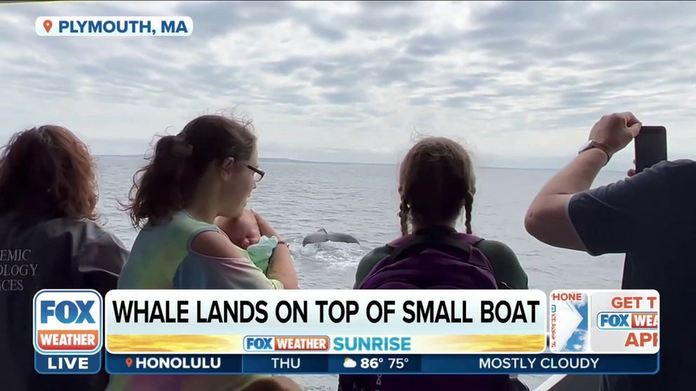 Tourists are flocking to America's shorelines in the hopes of seeing the whales gathering to hunt for food. FOX Weather's Katie Byrne is in Plymouth, Massachusetts with the latest. 