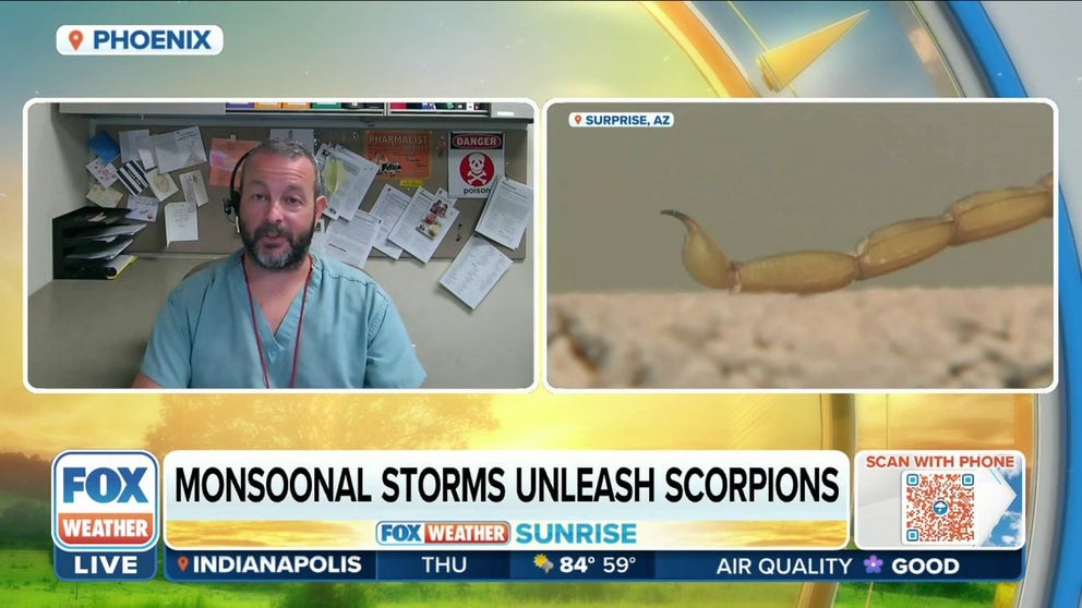 Monsoon season brings showers and thunderstorm to the Southwest. But for Arizona, it's also bringing scorpions to the surface. 