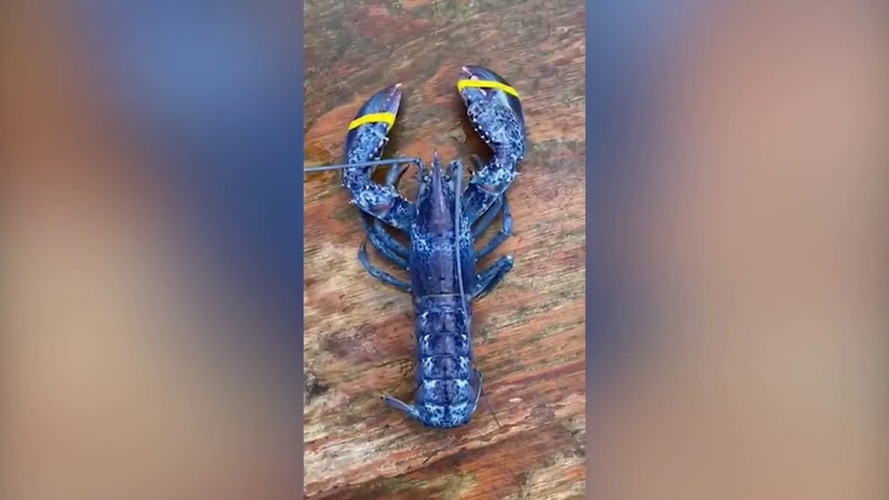 36-year-old Luke Rand from Portland, Maine and his father captured the crustacean in the Gulf of Maine. Rand says a lobsterman can go his entire career without catching a blue lobster. (Video credit: Luke Rand)