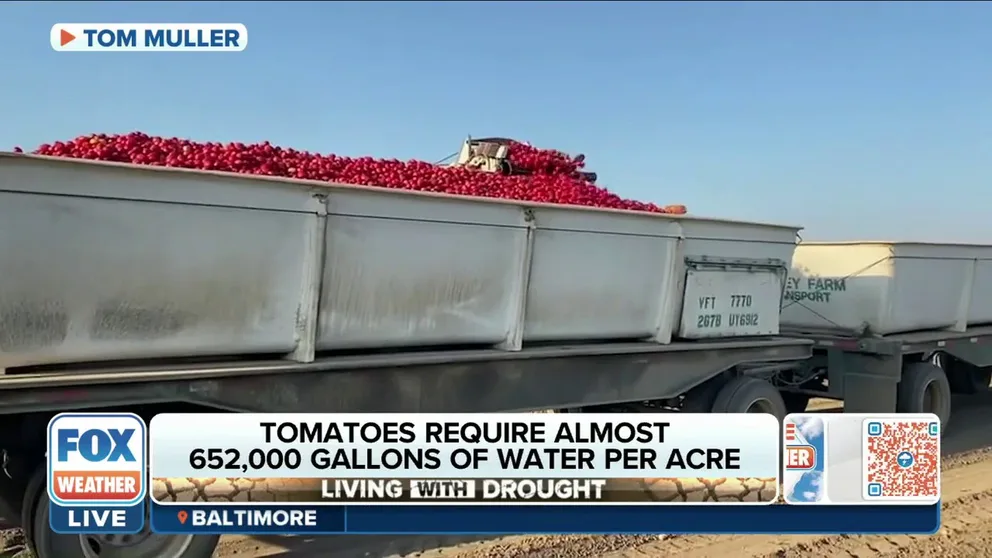 Tom Muller, a Northern California farmer, says he is 15-20% short of the acreage that he wanted to plant for his tomatoes due to the drought in California. 