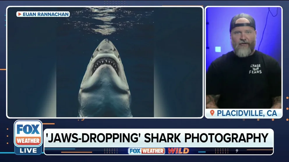 Filmaker and Professional Photographer Euan Rannachan talks with FOX Weather's Nick Kosir about his stunning images of sharks. 