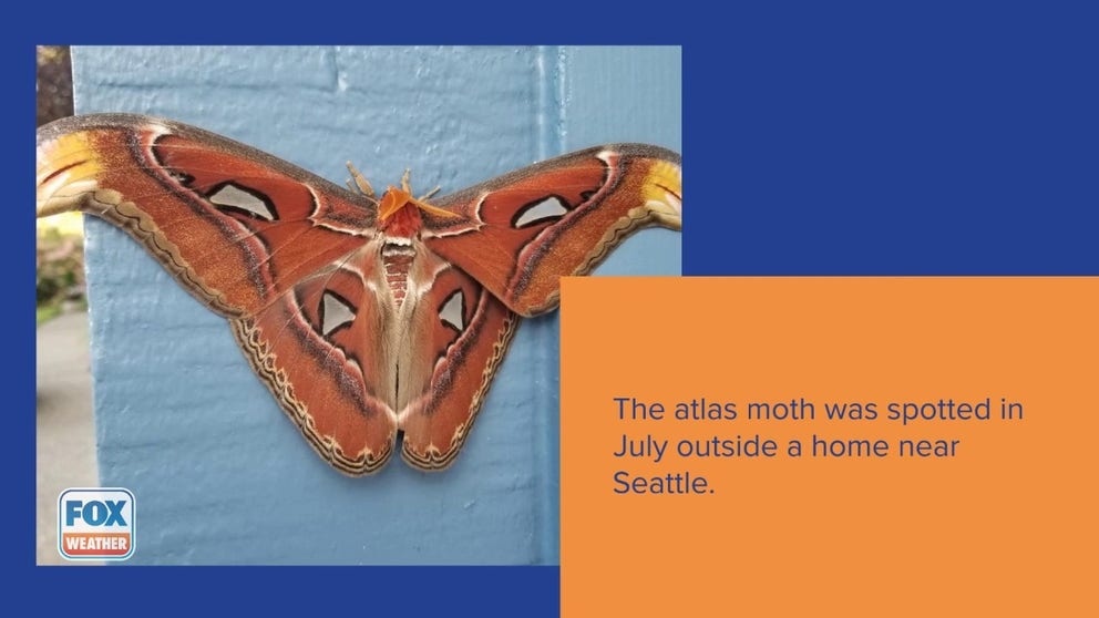 One of the world’s largest moths was found outside a home near Seattle
