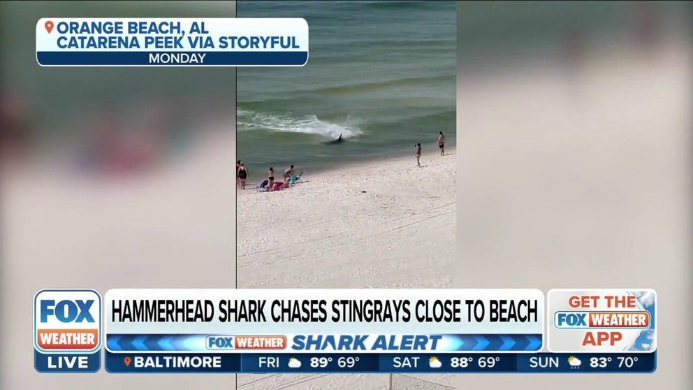 Video shows a hammerhead shark spotted chasing stingrays close to the shore of an Alabama beach. 