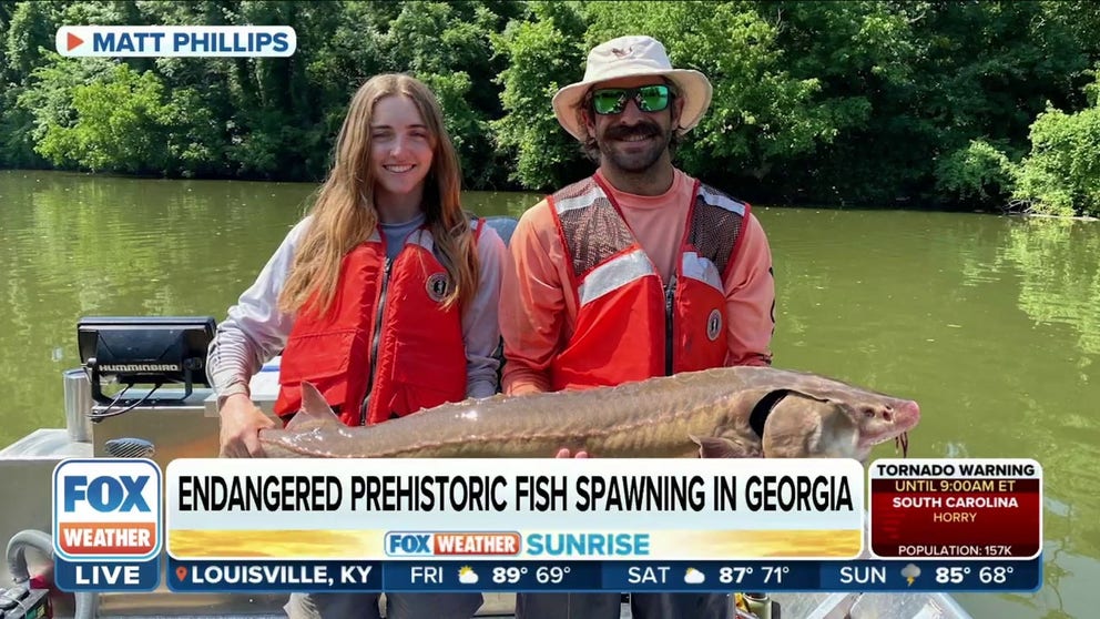Martin Hamel, Associate Professor at the University of Georgia Warnell School of Forestry and Natural Resources, joined FOX Weather with some exciting news about the future of the fish. 