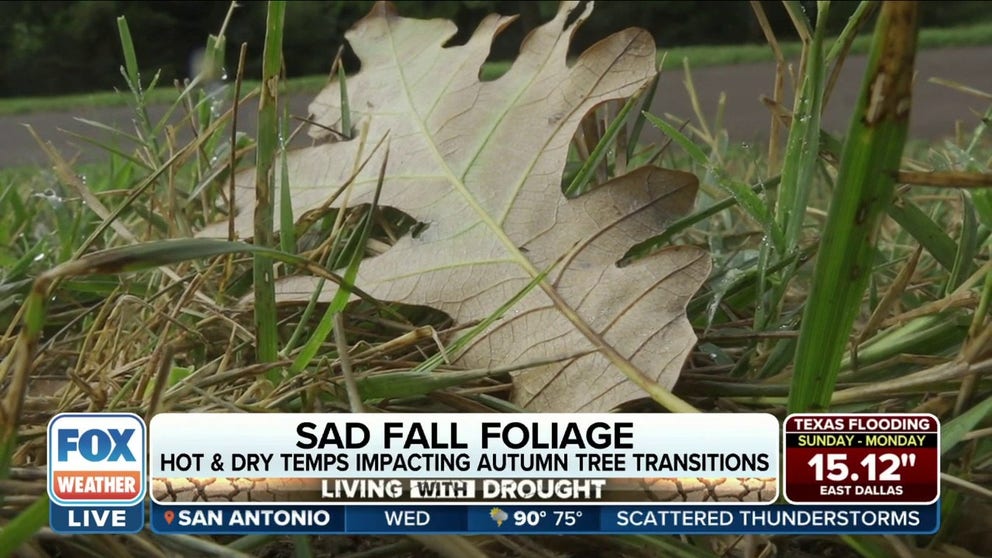 Tree leaves are already starting to change colors in parts of the Northeast. FOX Weather's Katie Byrne talks to a local arborist on what this means as we head into autumn. 