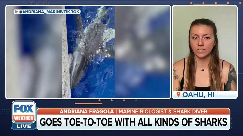 Marine biologist and shark diver Andriana Fragola tells FOX Weather Wild that sharks are very intelligent fish and less than ten people with die from an attack every year.