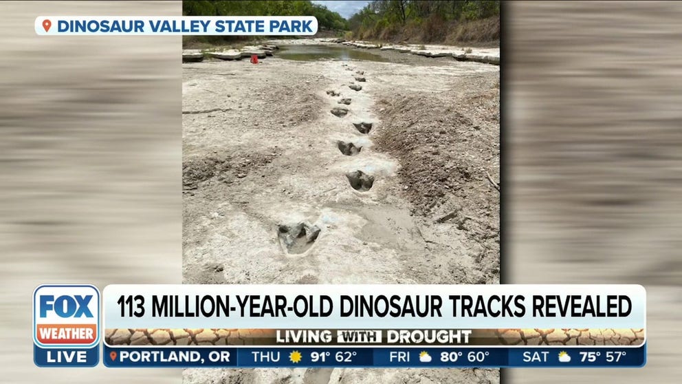 Drought conditions have revealed 113 million-year-old dinosaur tracks at Dinosaur Valley State Park. Jeff Davis, Park Superintendent at Dinosaur Valley State Park talks more about it. 